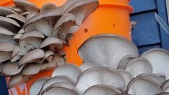 Step-by-Step Guide: How to Grow Mushrooms at Home in a 5-Gallon Bucket