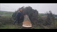 Kobalt 24v Chainsaw Saw & Oregon 40v Pole Saw For Yard Work, Doing Clean Up After Felling Tree's