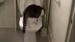 Sushi, the toilet trained cat