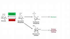 Glycogen Synthesis (Glycogenesis) Pathway