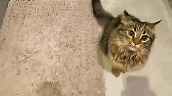 Cat turns her owner's toilet time into hilarious show 🤣