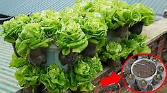 Grow Delicious Fresh Lettuce In Plastic Containers