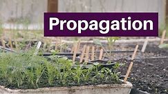 Propagation: germinate, grow and plant seedlings for a long season of bigger harvests