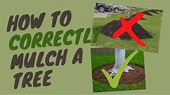 How to CORRECTLY Mulch a Tree