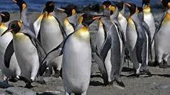 Penguins Walking Around in Natural Habitat - Penguins in the Wild Marching ( HD)
