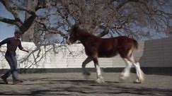 Best Commercials of 2013: Budweiser, "The Clydesdales Brotherhood"
