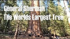 General Sherman Sequoia National Park California Worlds Largest Tree