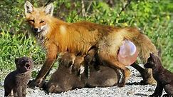 How Red Fox Giving Birth In The Wild To Cute Puppies