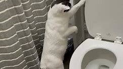 Cat Passes Time by Flushing Toilet || ViralHog