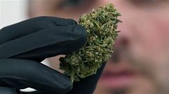 The pot forecast: What's to come in Missouri's second year of recreational sales