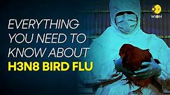 H3N8 bird flu: Everything you need to know about the virus