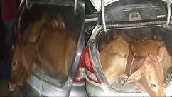 Assam: Smuggled cattle heads seized from luxury car in Gauripur