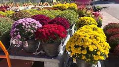 I’m Falling In Love With Home Depot Florals/Mums Mums Mums Everywhere!!!!🌸🌺🌼🪷