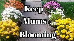 Complete Fall Mums Bloom Care Guide- Mums That Keep On Giving