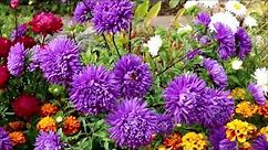 How to Grow Asters from Seed