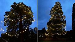 UK’s tallest living Christmas tree lit up with 1,800 bulbs