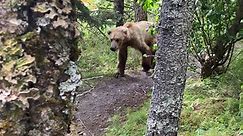 Man runs into a grizzly bear right outside his campsite