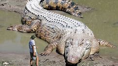 10 Biggest Crocodiles Ever Found