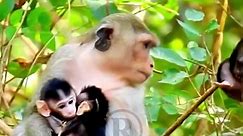 Poor baby monkey is hated and abused by mother monkey
