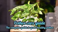 Complete Pothos plant care guide. How to grow healthy house plant Pothos.