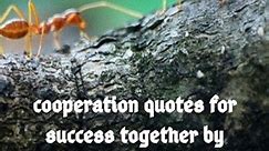 cooperation quotes for success together by world famous people part 1 - video Dailymotion