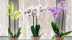 How to Prune Your Orchid the Right Way—Plus, When to Do It
