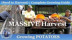 How to Grow Potatoes, Seed to MASSIVE Harvest