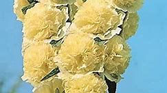 Outsidepride 100 Seeds Perennial Alcea rosea Double Yellow Hollyhock Flower Seeds for Planting