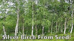 How To Grow Birch Trees From Seed