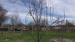 Pruning A Young Untrained Pear Tree