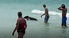 Black Bear Shocks Beachgoers By Swimming Out of Ocean and onto Florida Shore — Watch!