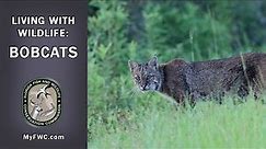 Living with Wildlife: Bobcats
