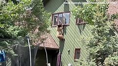 Bear climbs through Colorado house's window —see the wild video!
