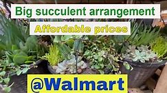New Big Affordable Succulents arrangement at Walmart