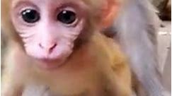 Adorable Baby Monkey Learn To Climb The Tree With Friends