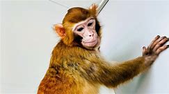 China’s first-ever rhesus monkey clone survives three years
