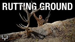 A Dream Rifle Elk Hunt | Rutting Ground
