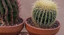 Flores de primavera #ferocactus #ariocarpus #obregonia #cacto #melocactus #cactusysuculentas #cactos #cactuslover #cactus🌵 #cactus #cactusinhabitat #astrophytum #echinopsis #echinocactus #cactuslove #cactuslovers #cactuslife #tricocereus #desertgarden #rareplantscollector #cacti #cactüs #desertplants #cactusblossom #welovecacti #cactalicius #cactusplanet #cactacae #kaktus #kaktuslover