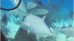 instagram.com/jschellenbergphoto ™️ #hammerhead #shark #journey #reels #facebookreels #oceaneyes | M7 Ocean Eyes