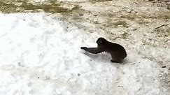 Snow Monkey Rolls a Snowball at the Minnesota Zoo