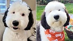 ‘Real-life Snoopy’ goes viral for resemblance to cartoon pooch
