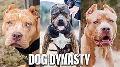 DDK9's Biggest Dogs Go Head-To-Head | DOG DYNASTY