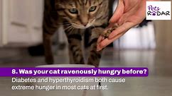 Things To Check When Your Cat's Not Eating