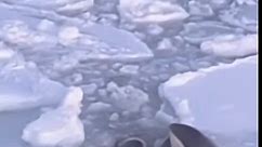 Orca pod seen trapped in ice, struggling to survive, appears to escape