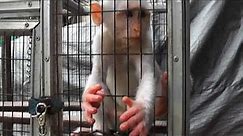 White Macaque Monkey Reaches Both Hands Pramuka Animal Market Indonesia