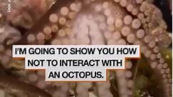 Having A Pet Octopus