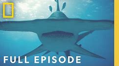 Finding the World's Biggest Hammerhead Shark (Full Episode) | World's Biggest Hammerhead