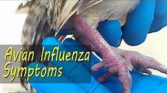 AVIAN FLU Clinical Signs, Bird flu symptoms in backyard chicken: Chicken Farming