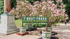 7 Best Trees To Grow in a Pot 💕- Container Garden Ideas 👍