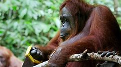 Cet orang outan scie une branche... Ok! - Vidéo Dailymotion